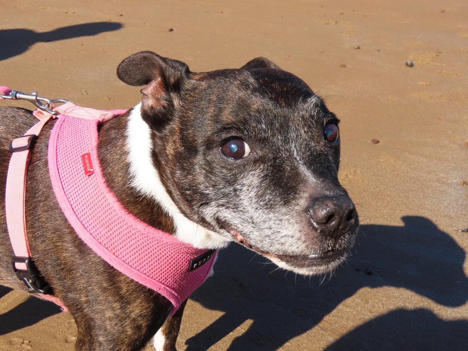 Lola enjoying a Pawkies walk