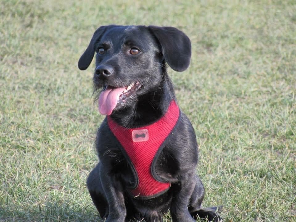 Oli enjoying a Pawkies walk