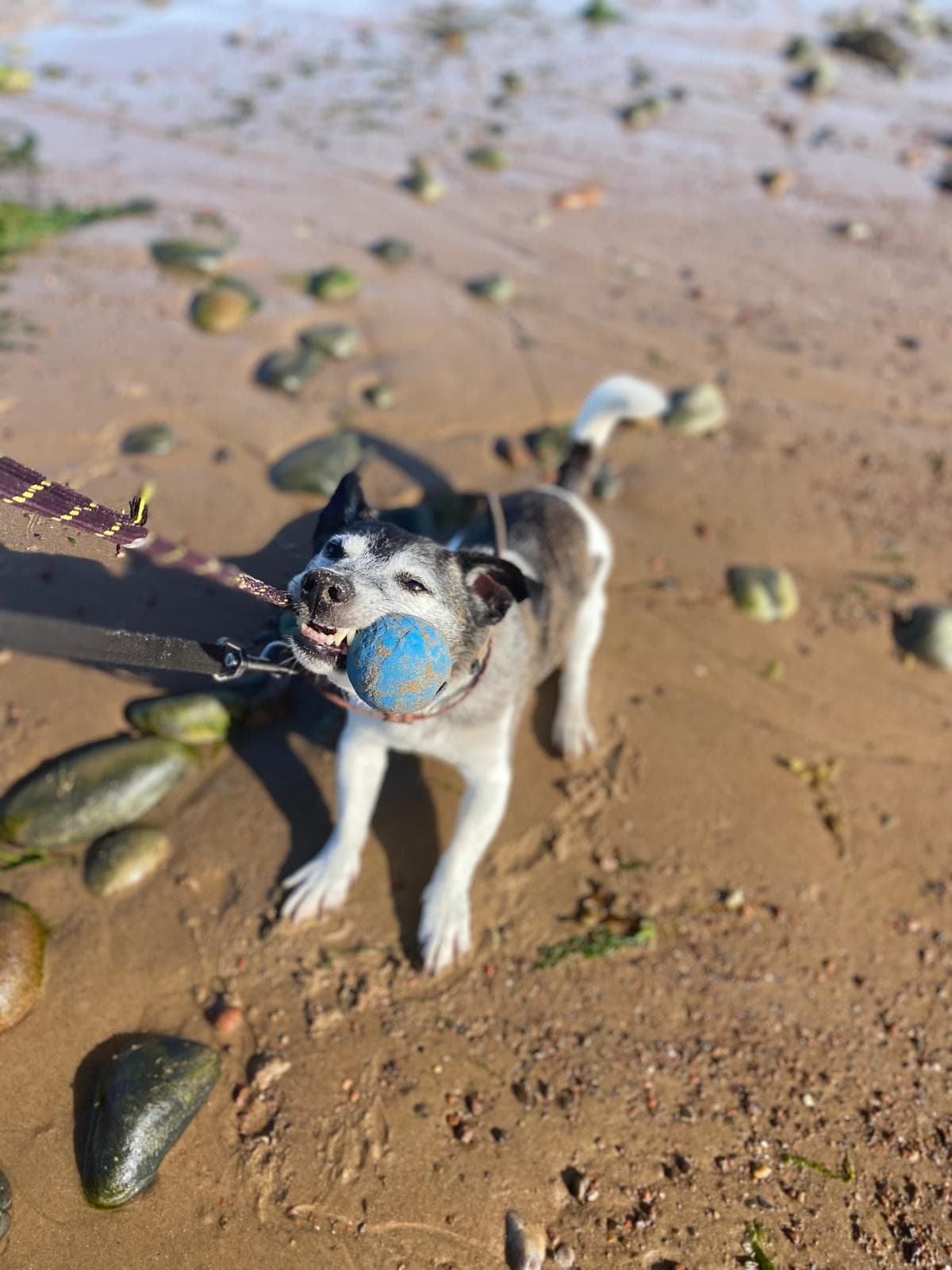 A happy dog enjoying a beach walk near Dingwall with Pawkies
